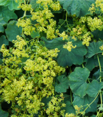 Kontryhel měkký - Alchemilla mollis - semena kontryhelu - 20 ks